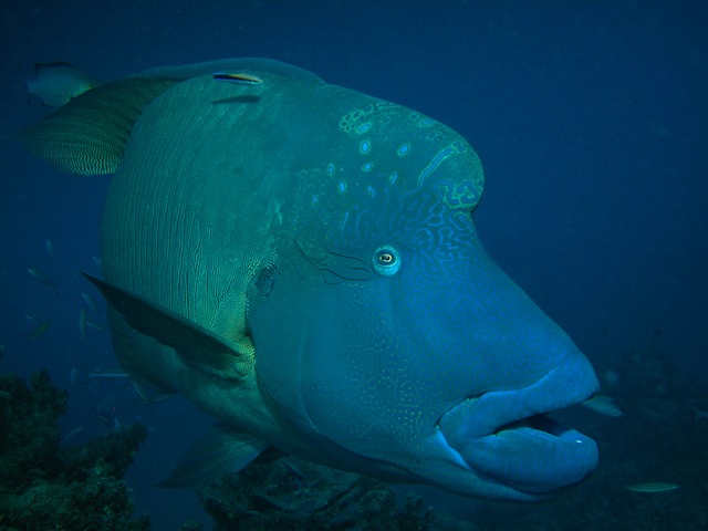 [MaoriWrasse2.jpg]