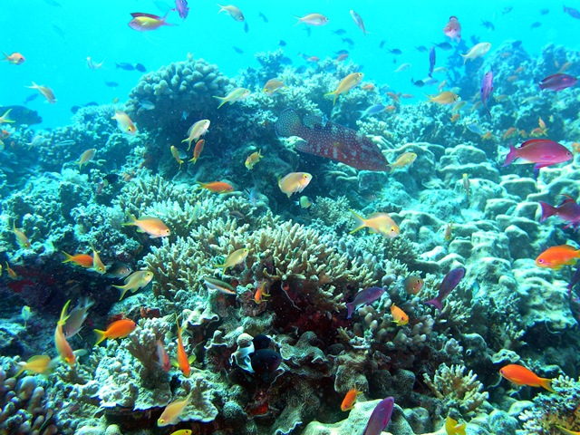 [ReefScene22.jpg]