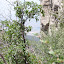 Palomas June 2008