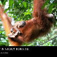 Endangered Wildlife