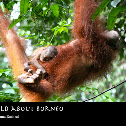 Orangutan