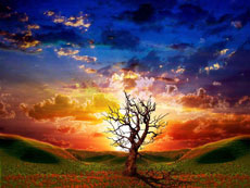 Mystical+tree