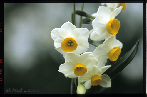 Nikon F6、AF-S VR Micro-Nikkor ED 105mm F2.8G、FUJICHROME PROVIA 100F