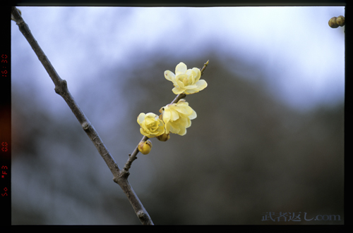 Nikon F6、AF-S VR Micro-Nikkor ED 105mm F2.8G、FUJICHROME PROVIA 100F