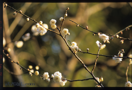 Nikon F6、AF-S VR Micro-Nikkor ED 105mm F2.8G、FUJICHROME PROVIA 100F