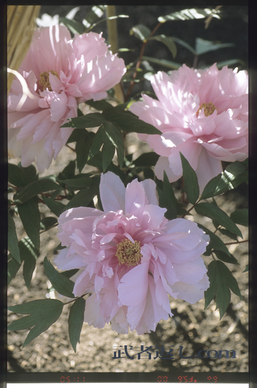 (Nikon F6+MB-40、AF-S VR Micro-Nikkor ED 105mm F2.8G、FUJICHROME PROVIA 100F)