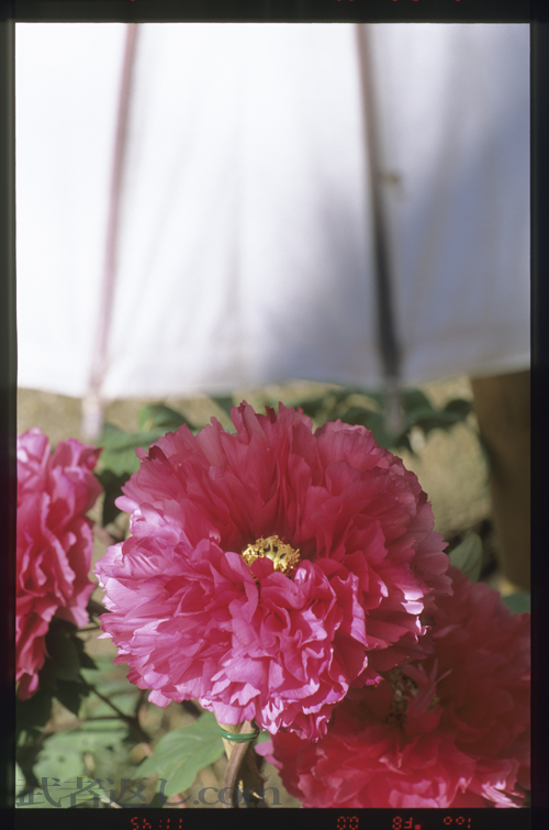 (Nikon F6+MB-40、AF-S VR Micro-Nikkor ED 105mm F2.8G、FUJICHROME PROVIA 100F)