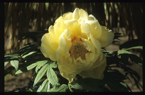 Nikon FM3A、Ai Micro-Nikkor 55mm F2.8S、FUJICHROME PROVIA 100F