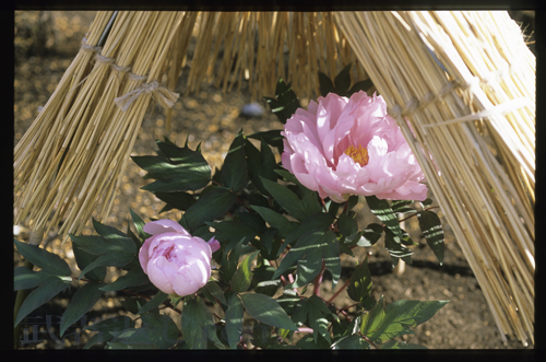 Nikon FM3A、Ai Micro-Nikkor 55mm F2.8S、FUJICHROME PROVIA 100F