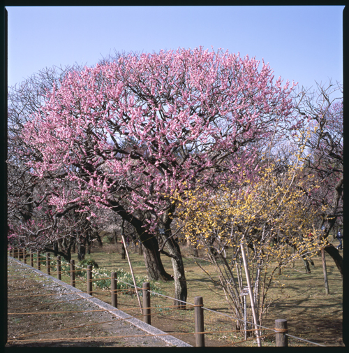 HASSELBLAD 503CW、Carl Zeiss Planar T* CFE 80mm F2.8、FUJICHROME PROVIA 100F