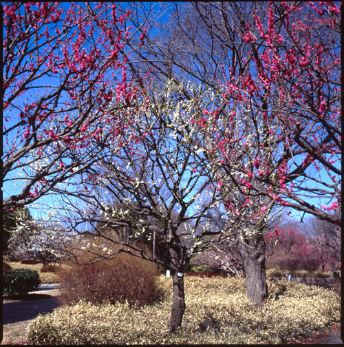 HASSELBLAD 503CW、Carl Zeiss T* Planar 80mm F2.8、C-PL、FUJICHROME Velvia 100F、三脚