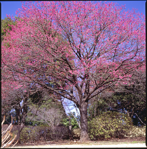 HASSELBLAD 503CW、Carl Zeiss T* Planar 80mm F2.8、C-PL、FUJICHROME Velvia 100F、三脚