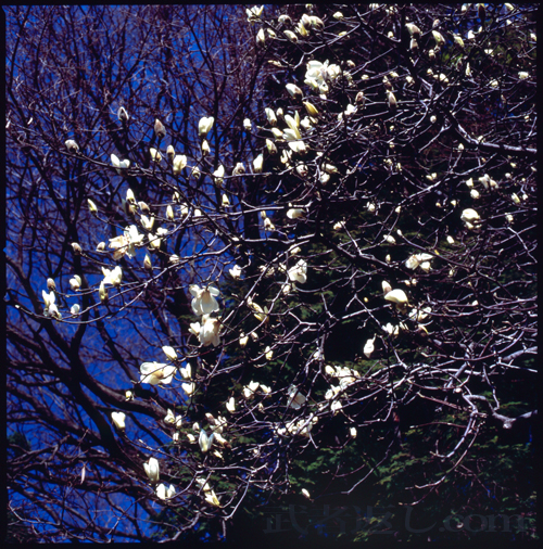 HASSELBLAD 503CW、Carl Zeiss Planar T* CFE 80mm F2.8、FUJICHROME Velvia 100F、C-PL、スポット測光