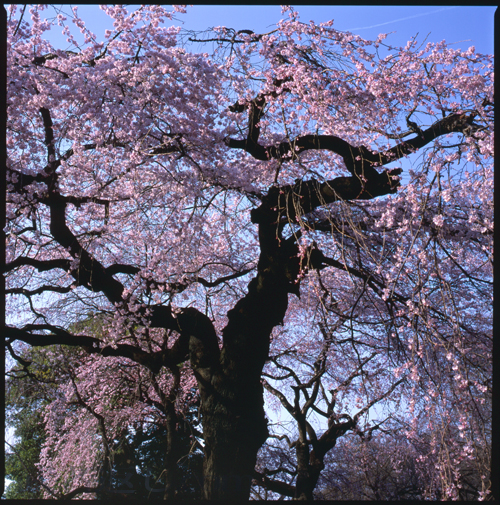 HASSELBLAD 503CW、Carl Zeiss Planar T* CFE 80mm F2.8、FUJICHROME Velvia 100F、三脚、スポット測光