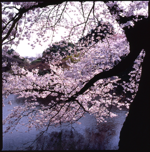 HASSELBLAD 503CW、Carl Zeiss Planar T* CFE 80mm F2.8、FUJICHROME Velvia 100F、C-PL、三脚、スポット測光
