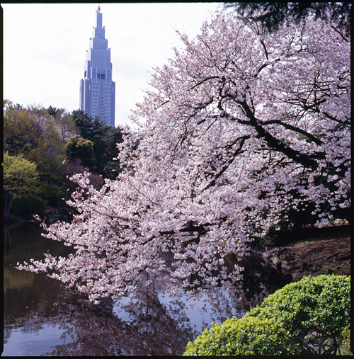 HASSELBLAD 503CW、Carl Zeiss Planar T* CFE 80mm F2.8、FUJICHROME Velvia 100F、C-PL、三脚、スポット測光
