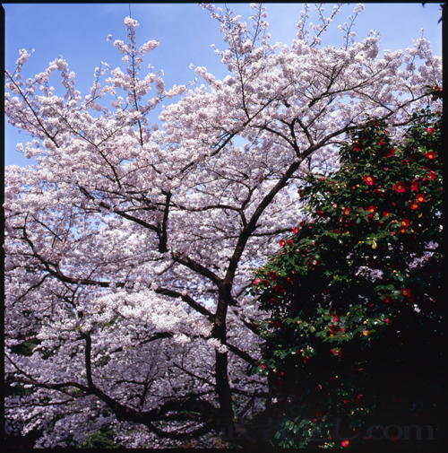 HASSELBLAD 503CW、Carl Zeiss Planar T* CFE 80mm F2.8、FUJICHROME Velvia 100F、C-PL、三脚、スポット測光