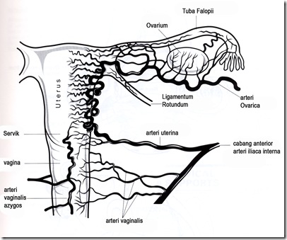 Pelvic Blood Suply 66 copy Pelvic Blood Suply 66 copy