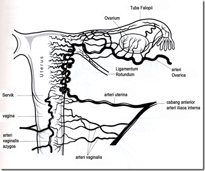 Pelvic Blood Suply 66 copy