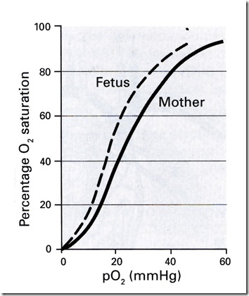 2. Hematologi Janin