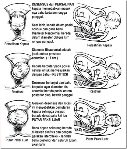 peninggi badan cepat dan murah