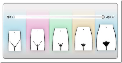 puberty-stages-female-organ