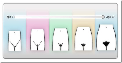 puberty-stages-female-organ puberty-stages-female-organ