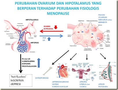 PERUBAHAN OVARIUM DAN HIPOTALAMUS YANG BERPERAN TERHADAP PERUBAHAN PERUBAHAN OVARIUM DAN HIPOTALAMUS YANG BERPERAN TERHADAP PERUBAHAN