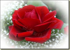 Love's first rose Love's first rose