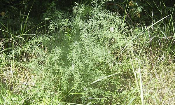 Asparagus
