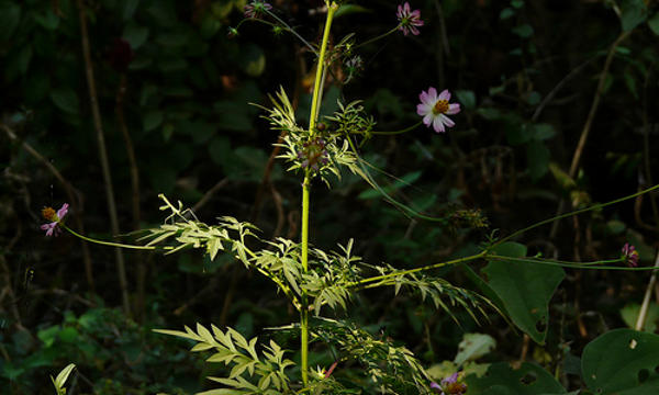 Kenikir (Cosmos caudatus H. B. K.)