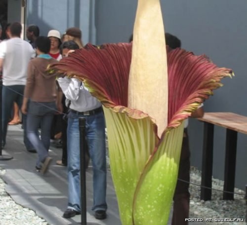 Titan arum also known corpse flower