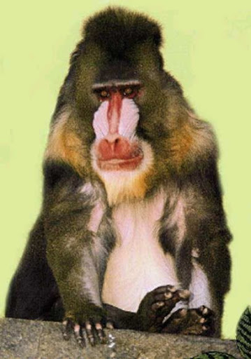 Mona Guenon - most expensive animals Mona Guenon - Most Expensive(funniest area)
