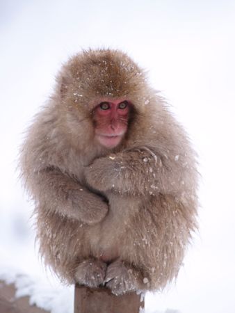Japanese Macaques - most expensive animals Japanese Macaques - Most Expensive(funniest area)