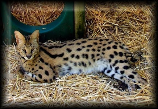 Savannah Cat - most expensive animals Savannah Cat - Most Expensive(funniest area)