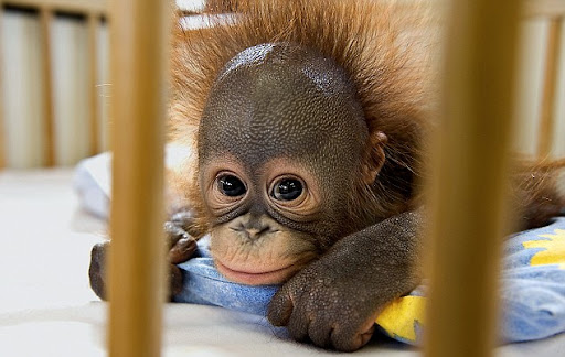 World's Only Orangutang Hospital