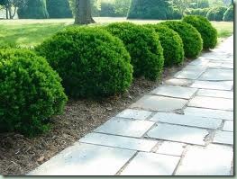 shrub_boxwood via happy at home