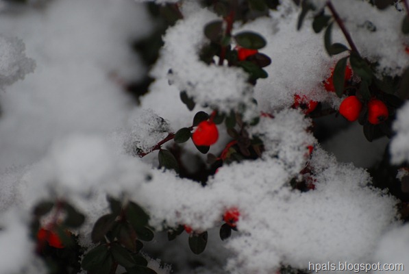 DSC_0655 DSC_0655