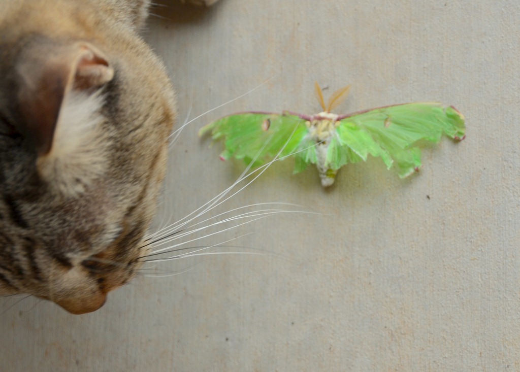 [sterlie moth[3].jpg]