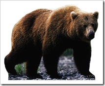 675~Grizzly-Bear-Posters 675~Grizzly-Bear-Posters