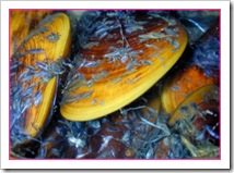 Kerang Kupang Kerang Kupang