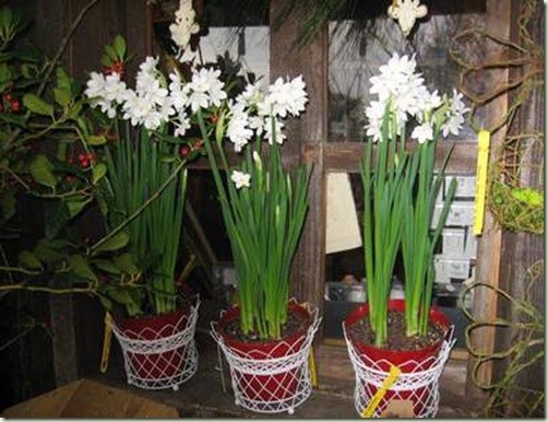 narcissus flower painting