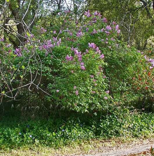 [lilac-bushes-33.jpg]