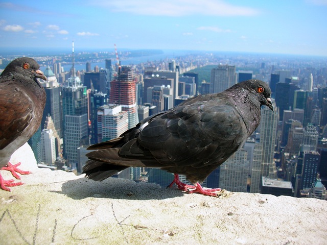 [new york 051[3].jpg]