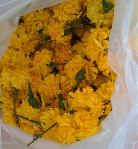 [yellow flowers for krathongs[5].jpg]