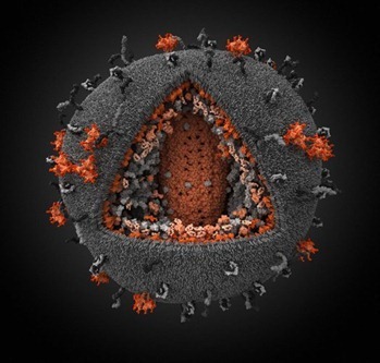 [World's Most Detailed 3-D Model of HIV[3].jpg]
