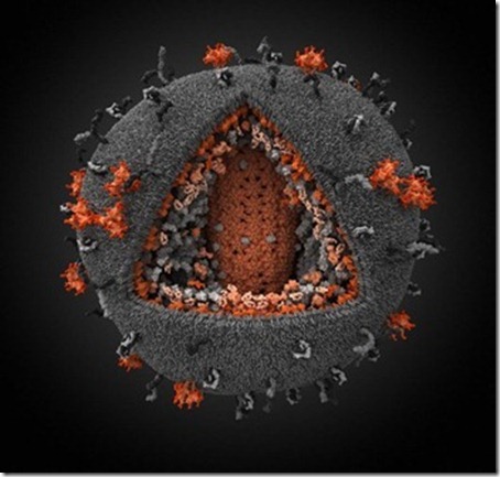 World's Most Detailed 3-D Model of HIV