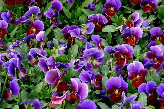 [Amazing_Purple_Flowers_16[4].jpg]