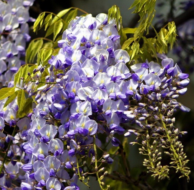[Amazing_Purple_Flowers_17[3].jpg]