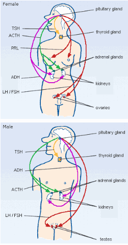 [hormone_diag2[4].gif]